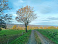 La clairière d'Arrouhy