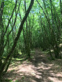 La forêt de Blanchefort