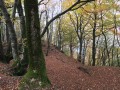 La forêt de Challuz