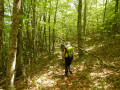 La forêt de Fayard