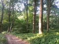 La forêt domaniale dans la Petite Vallée