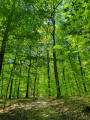 The Loches National Forest