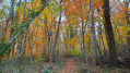 La Forêt du Brestenberg