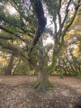 La forêt enchantée