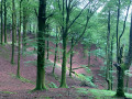 La forêt est superbement colorée