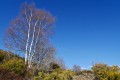 La forêt reprend ses droits