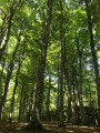 La forêt sur l'itinéraire de retour.