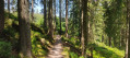 La forêt sur le Westweg près du Murkopf.