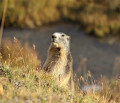 Col de la Lose, au royaume des bouquetins, chamois et marmottes