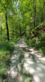 la montée dans la forêt