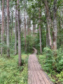 la passerelle en bois dans la tourbière