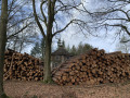 Le Bois de Baudour (Est)
