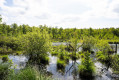 La tourbière de la Grande Pile