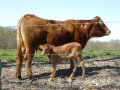 Jeune vache limousine et son veau