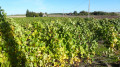 La vigne en allant vers la Chaumine