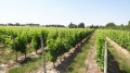 La vigne autour de Mont-Près-Chambord