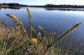 Lac d'Agès_rive droite