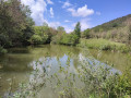 Lac de la carpe dorée