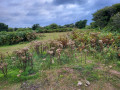 Lande du Cotentin