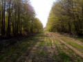 Large chemin herbeux sur le plateau