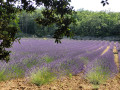 Lavandes en fleur début juillet