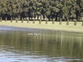 Le bassin du Grand Miroir et ses rares canards .