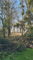 Dans les marais de Robehomme