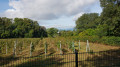 Le vignoble de Mulhouse