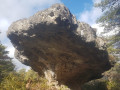 Le champignon préhistorique