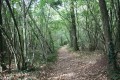 Le chemin à travers les Bois de Melle