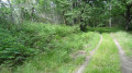 Le chemin bordé de fougères