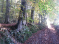 Le chemin creux qui descend vers la forêt