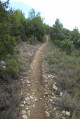 Le chemin dans la forêt