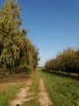 Le chemin de randonnée en bordure des vergers