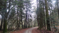 Le chemin de randonnée traverse une forêt de résineux