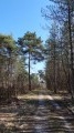 Le chemin de randonnée traverse une forêt mixte