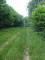 Le chemin en herbes