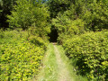 Chemin en "tunnel"