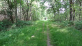 Le chemin est bordé de fougères