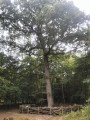 The GADEAU DE KERVILLE oak tree