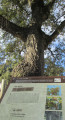 Circuit des arbres et poèmes au départ de Clapiers