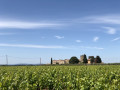 Entre vignes et garrigue autour du Château d'Aiguilhon