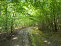 Le GR 124 en forêt de Lucheux