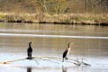 Le Lac de Roch