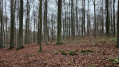 Forêt de Soignes en passant le long de trois ruisseaux