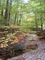 Le petit pont de bois