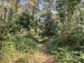 Forêt Domaniale des Dunes du Sud à Tarnos