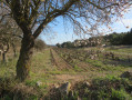 Amandiers, vigne et pins