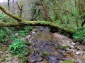 Le ruisseau des Mercureaux