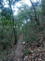 le sentier dans les sous bois